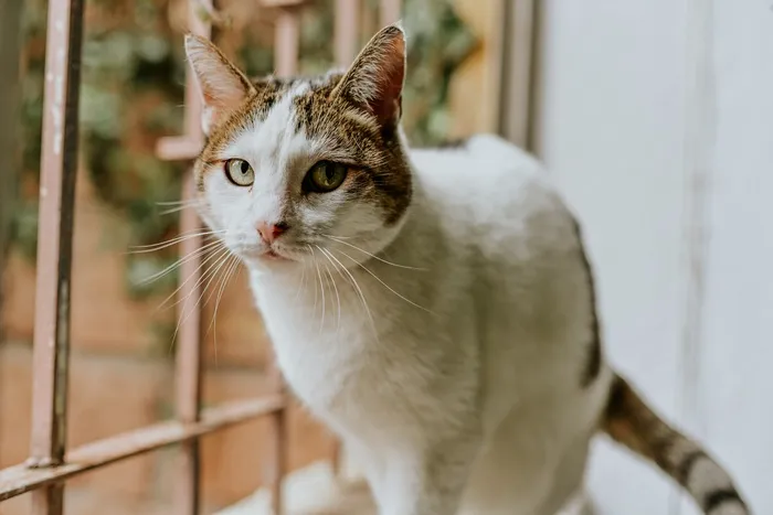 可爱猫咪猫猫摄影素材