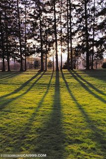 树木树叶-草地上的一排送拉着长长的树影