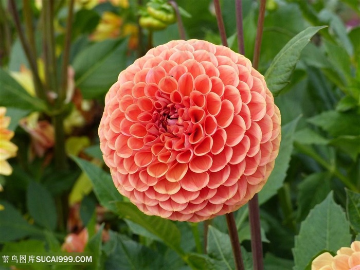 高清唯美大丽花图片