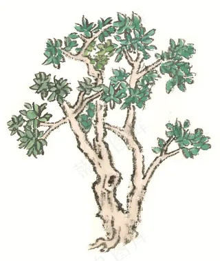 树木工笔素材