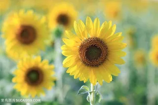 高清日系向日葵摄影图片素材