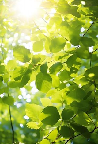 绿叶茂盛阳光背景
