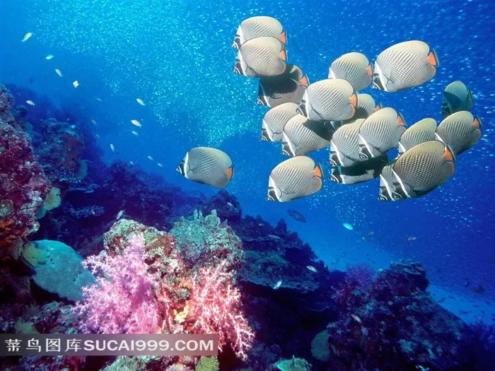 海洋鱼类热带鱼高清图