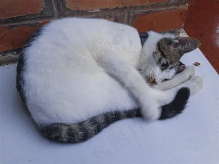 可爱的猫咪高清素材图 可爱的猫咪高清素材图