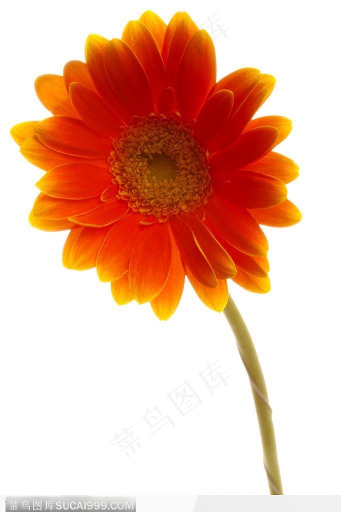 红色向日葵-漂亮的向日葵