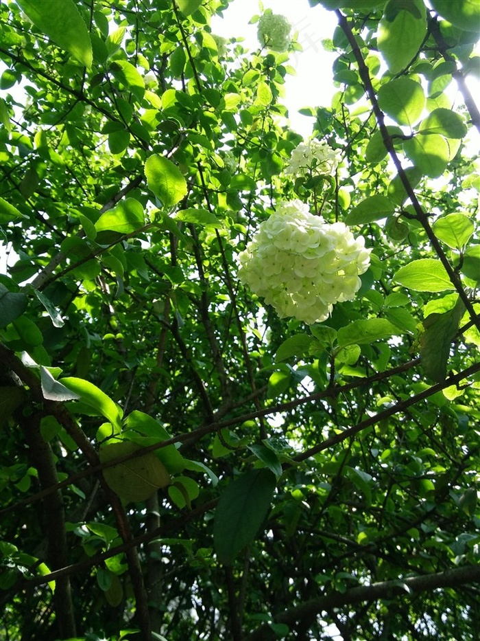 绣球花高清背景