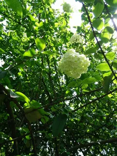绣球花高清背景 绣球花高清背景
