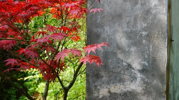 秋天秋色秋分红叶灰色背景墙对比