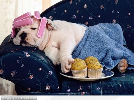 正在做头发的狗