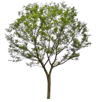 树木树枝树叶免扣素材