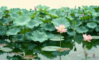 夏天荷塘荷花池荷叶绿色清新，夏至立夏大暑小暑摄影图