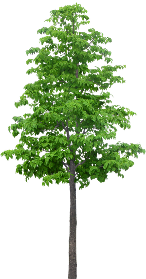 高清树木素材 免抠PSD植物素材 美术绘画园林贴图 树草灌木花草