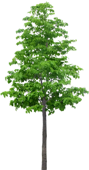 高清树木素材 免抠PSD植物素材 美术绘画园林贴图 树草灌木花草