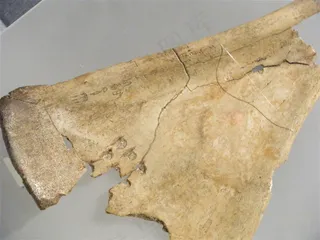 河南博物馆甲骨文