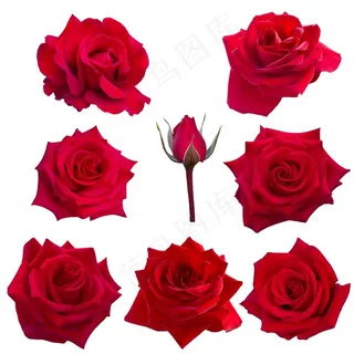 红色玫瑰花高清素材图片