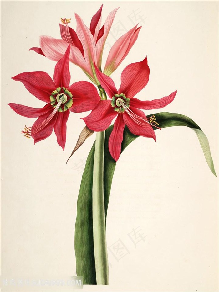 水彩高清唯美红色花卉插画