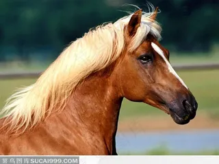 黄马的侧头特写