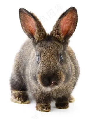 可爱的兔子动物图