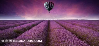 紫色花海唯美意境大图