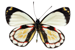 蝴蝶 彩蝶 花蝴蝶 动物 昆虫 免抠 (13)