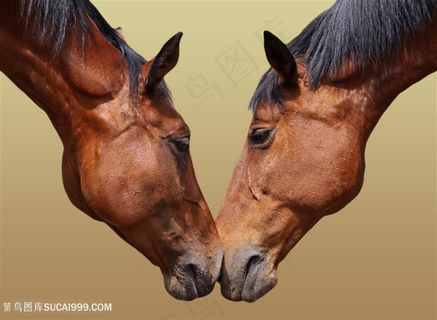 碰鼻的两头骏马图片
