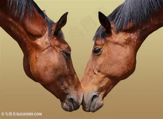 碰鼻的两头骏马图片