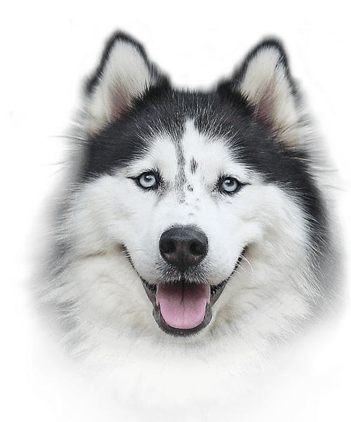 哈士奇 PNG免抠(500x600)
