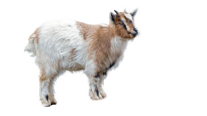 免抠小山羊