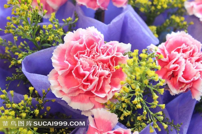 红色康乃馨图片