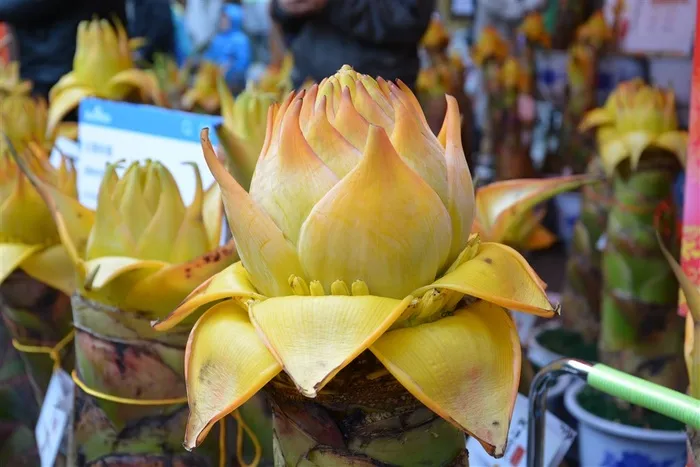 地涌金莲鲜花摄影