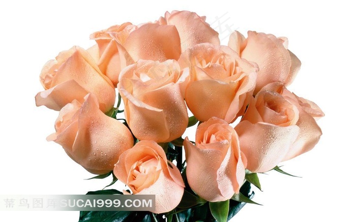 一束粉玫瑰高清素材