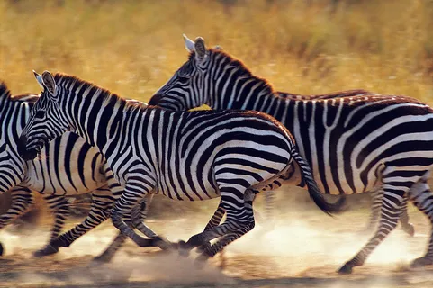 草原奔跑的斑马图片 草原奔跑的斑马图片