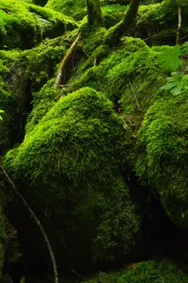 绿色青苔高清图片