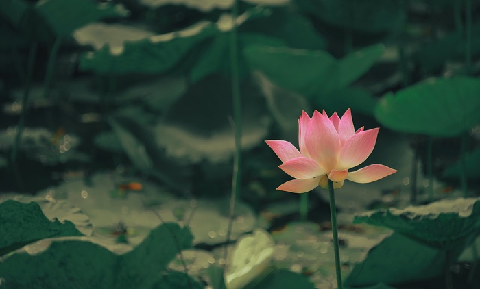 荷花图片背景