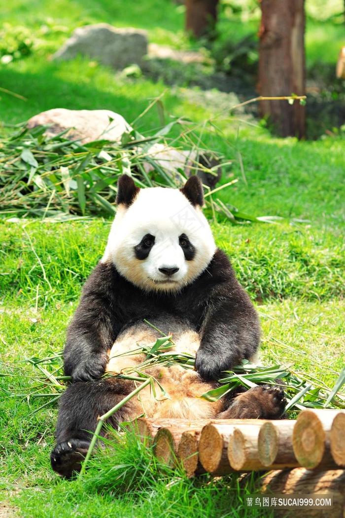 大熊猫摄影图片