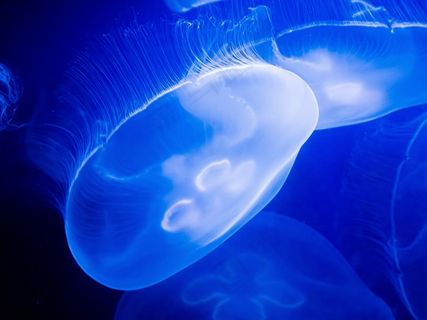 蓝色漂亮水母图片