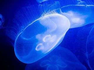 蓝色漂亮水母图片