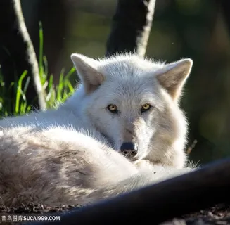 卷缩的白狼图片