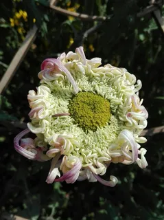 罕见的白色菊花