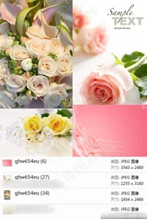 婚礼玫瑰花摄影素材