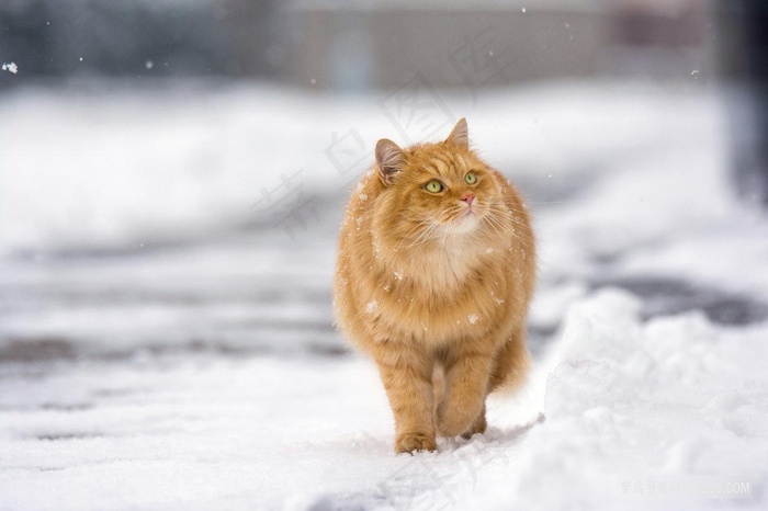 肥胖的狸花橘猫猫咪图片
