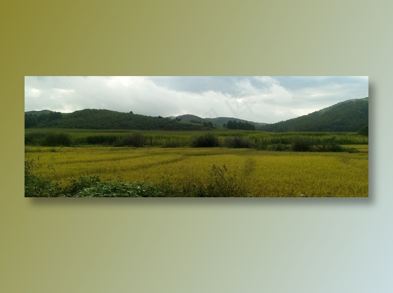 天空下山脉前的金色稻田