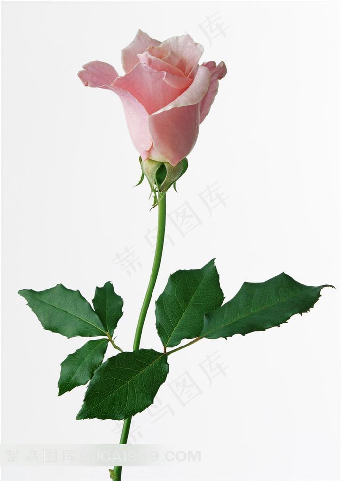 粉红玫瑰花