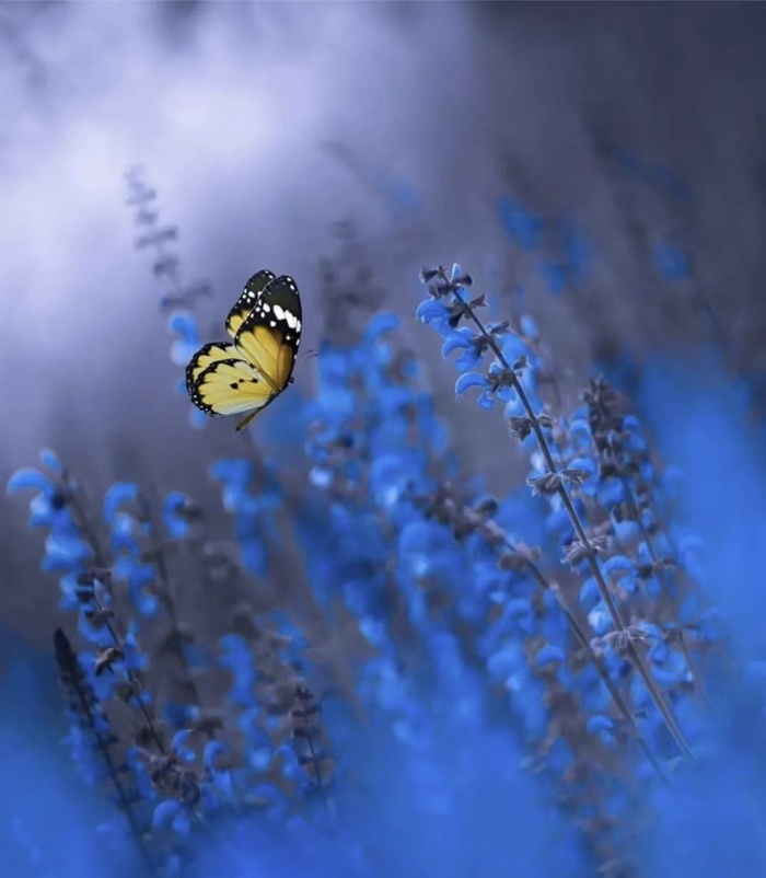 蝴蝶背景素材