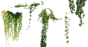 各种植物装饰