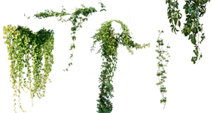 各种植物装饰