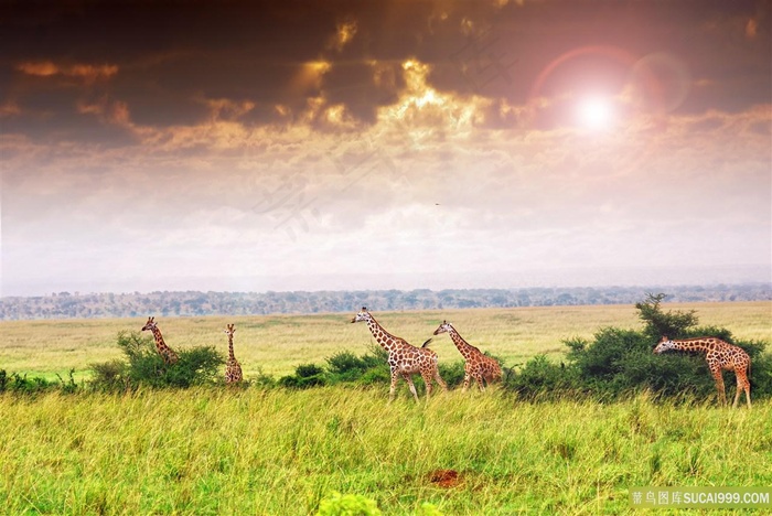 长颈鹿风景图片