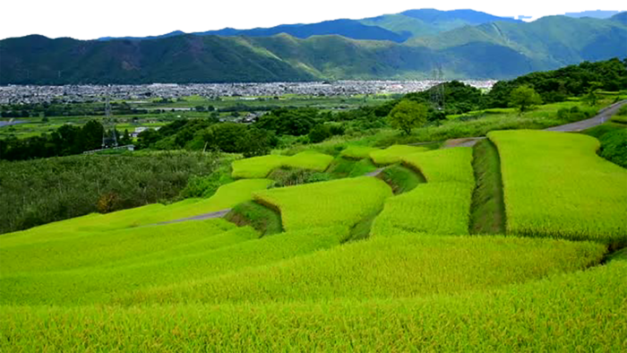 现代农业梯田