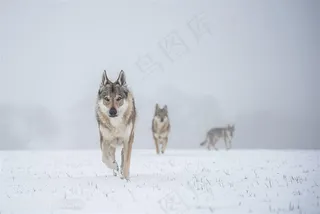 雪雾天狼图片