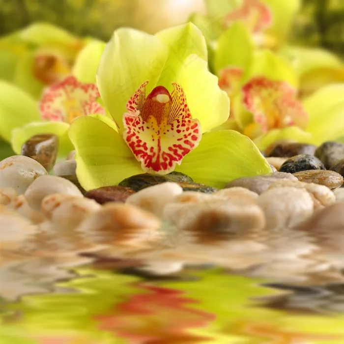 高清黄色鲜花图片